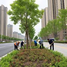2026世界杯官网 我区注重城市绿化提高